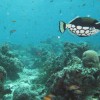 Plongée Maldives (Teous)