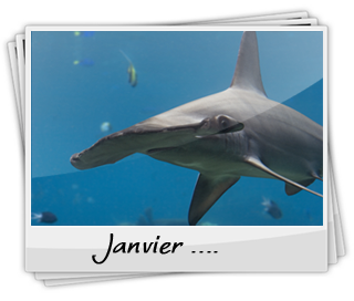 De Janvier à Février de nombreux requins-marteaux se rassemblent autour de l'île de Rangiroa à Tahiti